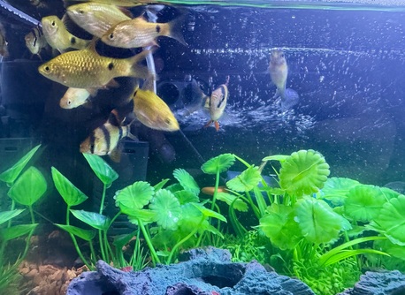 Riyadh, Pet Supplies, SAR 400,  2 Month Old Beautiful Aquarium For Sale - Full Set Up