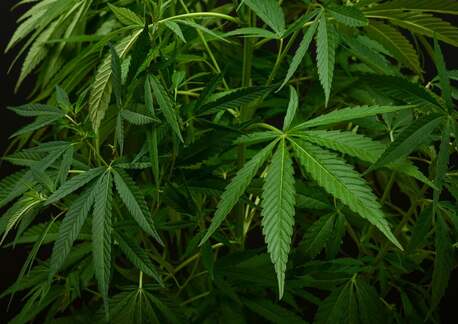 Riyadh, General, Quality Hash A++ Vegetables