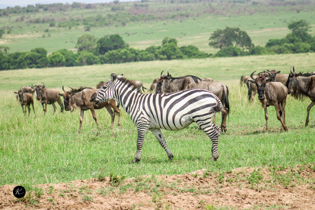 Nairobi, Travel, Affordable Kenya Tours & Safari Packages Available Now