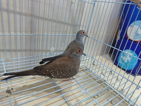 Dammam, Pet Supplies, SAR 200,  Ring Neck And Diamond Dove For Sale