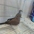 SAR 200,  Ring Neck And Diamond Dove For Sale