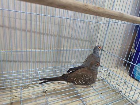 Dammam, Pet Supplies, SAR 200,  Ring Neck And Diamond Dove For Sale