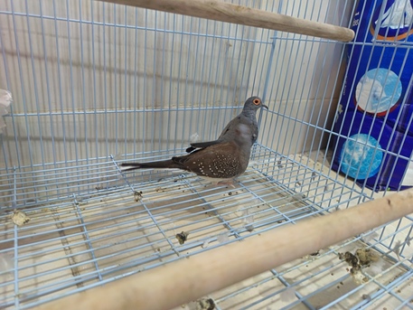 Dammam, Pet Supplies, SAR 200,  Ring Neck And Diamond Dove For Sale