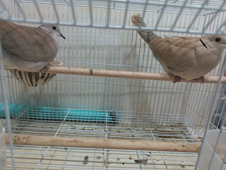 Dammam, Pet Supplies, SAR 200,  Ring Neck And Diamond Dove For Sale