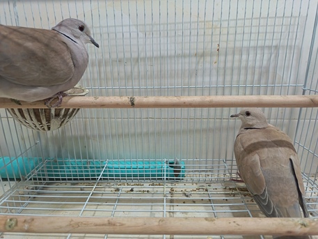 Dammam, Pet Supplies, SAR 200,  Ring Neck And Diamond Dove For Sale