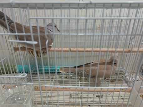 Dammam, Pet Supplies, SAR 200,  Ring Neck And Diamond Dove For Sale