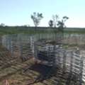 Cattle Yards In QLD