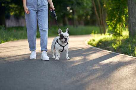 Lucknow, Pet Sitting, Dog Walking Services In Agra
