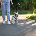 Dog Walking Services In Agra