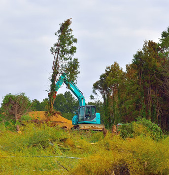 New York, Business, Need The Best Tree Removal Service?