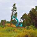 Need The Best Tree Removal Service?