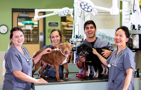 New York, Health, Reliable Dog Surgery & Emergency Vet Services In Encino