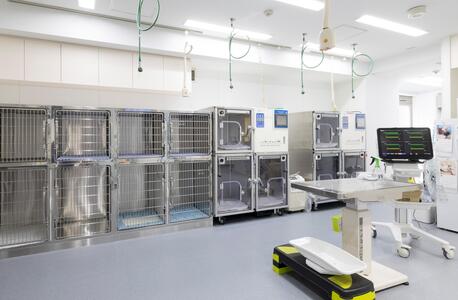 New York, Health, Reliable Dog Surgery & Emergency Vet Services In Encino