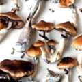 USD 50,  Fresh Button Mushroom For Sale &ndash; Premium Quality At Affordable Prices