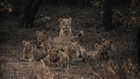 Ahmedabad, Travel, Asiatic Lion Safari Gujarat | Indian Wild Ass Wildlife Tour