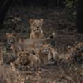 Asiatic Lion Safari Gujarat | Indian Wild Ass Wildlife Tour