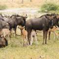 Safari Extraordinary Wildlife Tour Experiences And Travel Deals