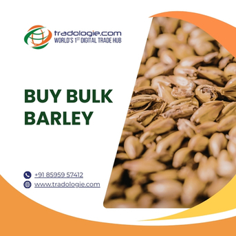 Lucknow, Food, INR 45,  Find Verified Barley Suppliers For Bulk Orders