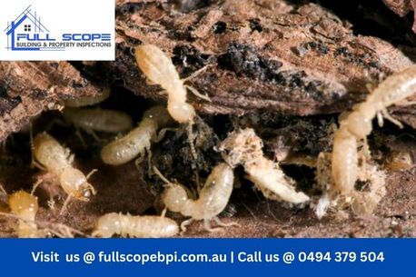 Melbourne, Business, Termite And Pest Inspections Protect Your Property Investment