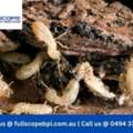 Termite And Pest Inspections Protect Your Property Investment
