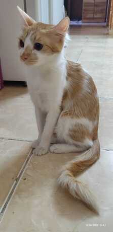Riyadh, Pet Adoption, Sweet Cat Seeking A Loving Home- Cat Adoption