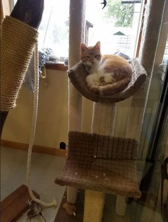 New York, Pet Sitting, Pamper Your Feline Friend At Ruffin Inn