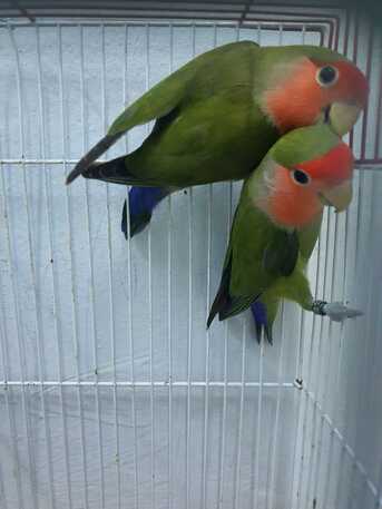 Dammam, Pet Supplies, SAR 300,  Love Birds 100% Breeding Pair