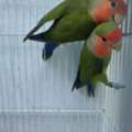 SAR 300,  Love Birds 100% Breeding Pair