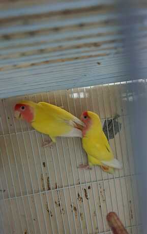 Dammam, Pet Supplies, SAR 300,  Lutino Love Birds 100% Breeding Pair.