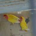SAR 300,  Lutino Love Birds 100% Breeding Pair.
