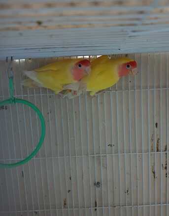 Dammam, Pet Supplies, SAR 300,  Lutino Love Birds 100% Breeding Pair.