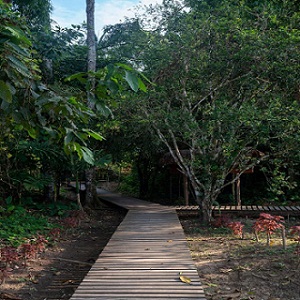 New York, Travel, 4-Day Chuncho Macaw Clay Lick Tour | Amazon Adventure With Tree House Inn