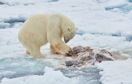 Noida, Travel, Svalbard Polar Wildlife Tour | Arctic Sea Ice Safari