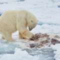 Svalbard Polar Wildlife Tour | Arctic Sea Ice Safari