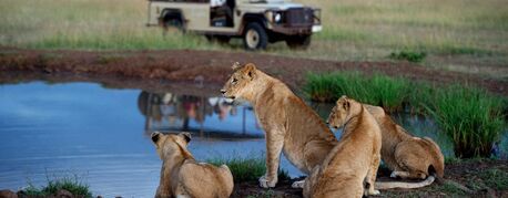 Dar es Salaam, Travel, 3 Days Northern Circuit Safari &ndash; Book Your Adventure Now!