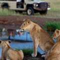 3 Days Northern Circuit Safari &ndash; Book Your Adventure Now!