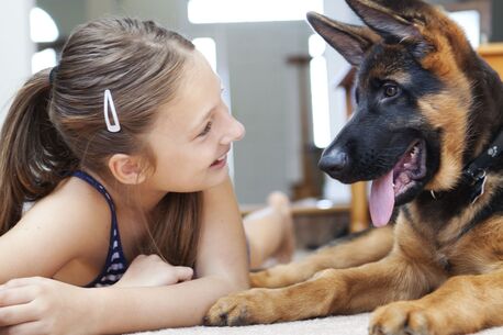New Delhi, Pet Sitting, Best Online Dog Training Consultation Made Simple