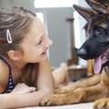 Best Online Dog Training Consultation Made Simple