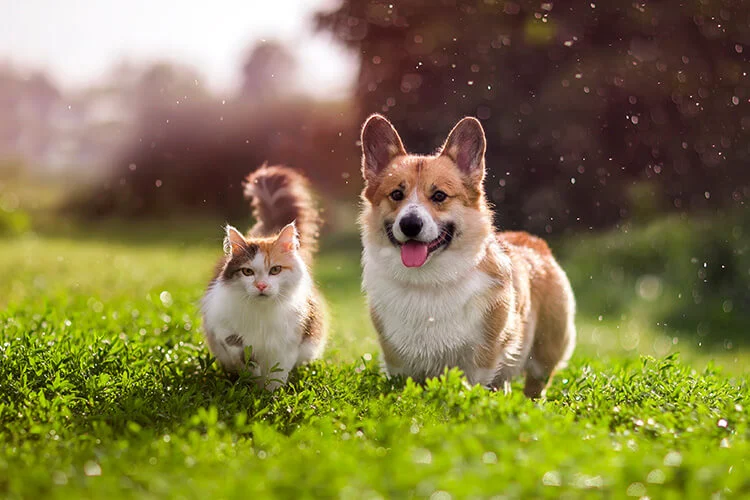 Bangalore, Pet Supplies, INR 1000,  Pet Grooming Products In Bangalore |  The Pet Project