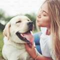 Reliable Dog Walking In Franklin &ndash; Trusted Local Pet Care