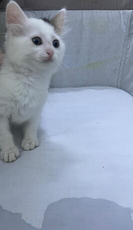 Riyadh, Pet Supplies, SAR 180,  White Cat For Sale