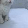 SAR 180,  White Cat For Sale