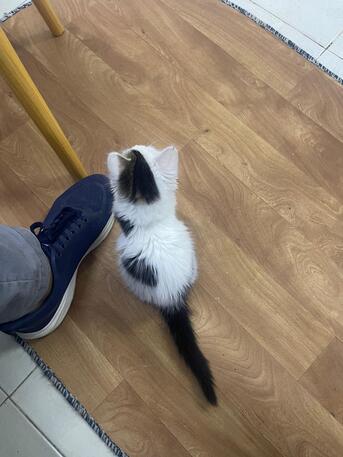 Riyadh, Pet Supplies, SAR 180,  White Cat For Sale