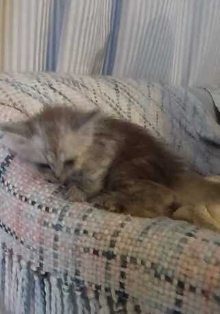 Manama, Pet Adoption, Offering Free Cat Adoption