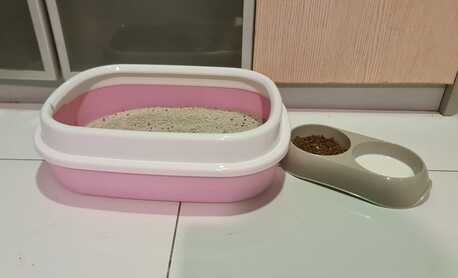 Manama, Pet Adoption, Offering Free Cat Adoption