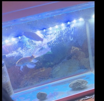 Dammam, Household Items, SAR 200,  Aquarium