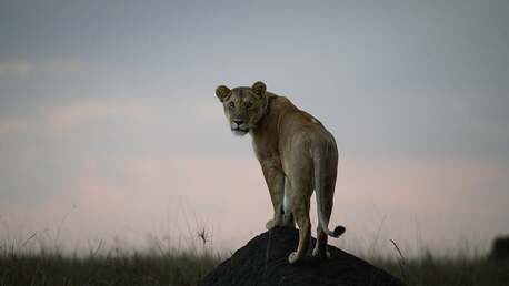 Nairobi, Travel, Serenity Mara Legends Camp