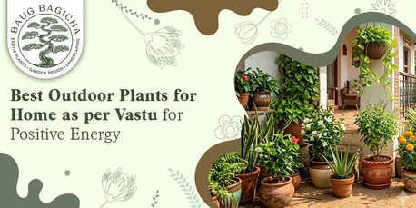 Mumbai, Farm & Garden, INR 01,  Best Indoor Plants For Home In India | Baugbagicha