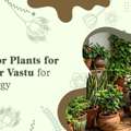 INR 01,  Best Indoor Plants For Home In India | Baugbagicha