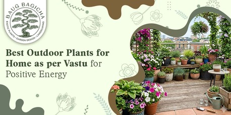 Mumbai, Farm & Garden, INR 01,  Best Indoor Plants For Home In India | Baugbagicha
